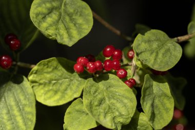 Yeşillik yeşil yaprakların arasına yerleşmiş canlı kırmızı dutların yakın çekimi, ormanın ortasındaki doğal güneş ışığıyla aydınlatılır..