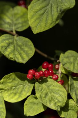 Yeşil yaprakların arasına yerleşmiş canlı kırmızı böğürtlenler Bansko ormanının zengin doğal güzelliklerini yakalıyor. Bu resim doğada bulunan canlı renkleri vurgular.
