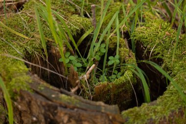 Bereketli yeşil yosunlar ve yonca benzeri yapraklar eski bir ağaç gövdesinin yıpranmış yarıklarından ortaya çıkarak sakin bir Bansko ormanının içindeki kalıcı yaşam döngüsünü gözler önüne seriyor..