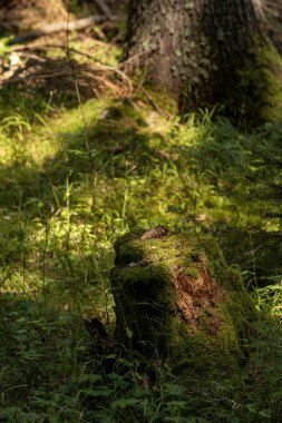 Güneş ışığıyla kaplı, yosun kaplı bir ağaç kütüğü canlı yeşil bir Bansko ormanında belirgin bir şekilde duruyor. Güneş ışığı gölgelikten süzülerek zengin dokuları ve yeşil çevreyi vurgular..