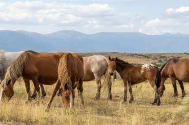 Benekli bir tay da dahil olmak üzere vahşi atlar, arka planda görkemli dağlar olan kuru, altın bir tarlada otlarlar. Huzurlu manzara bu hayvanların özgürlüğünü ve güzelliğini vurguluyor..