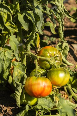 Sarmaşıkta olgunlaşan aile yadigarı domateslerin yakın çekimi. Yeşilden kırmızıya turuncu meyveler, bereketli yapraklarla çevrili bir bahçedeki ılık sonbahar güneşinin tadını çıkarırlar. Hasat için neredeyse hazırdırlar..