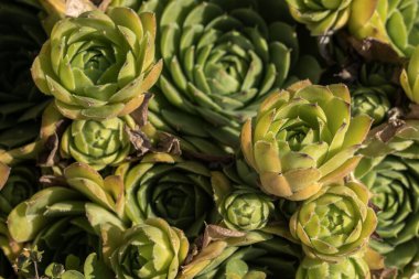 Yakın plan: canlı yeşil tavuklar ve piliçler sulu (Sempervivum). Karmaşık rosetler, kırmızımsı kahverengi uçlu dokulu yapraklar, parlak sonbahar güneşi..