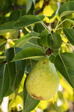 Sıcak sonbahar güneşiyle yıkanmış, canlı yeşil bir armut bir ağaç dalına asılmış. Derisi, doğal olgunlaşma sürecini gösteren ince lekeler gösteriyor..