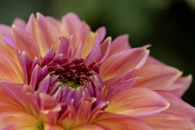 Pembe, turuncu ve sarı taç yapraklarının derin morumsu bir merkezi olan çarpıcı bir karışımı sunan bir yıldız çiçeğinin büyüleyici yakın çekimi. Bu güzel çiçek sonbahar bahçesine canlı bir renk getiriyor..