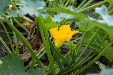 Tek, canlı, sarı bir kabak çiçeği bir sonbahar bahçesinin yemyeşil yaprakları ve koyu toprağı karşısında duruyor, bu da geç sezon büyümesini ve hasat zamanını simgeliyor..