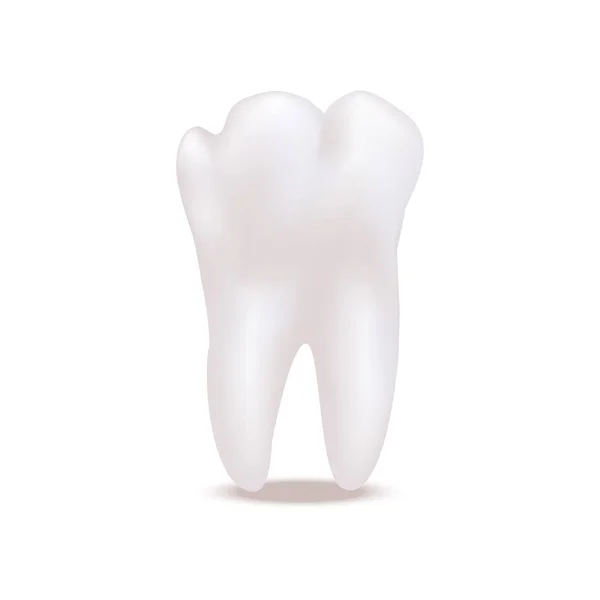 Ρεαλιστική τρισδιάστατη λεπτομερή λευκή υγιή δόντια. Διάνυσμα — Διανυσματικό Αρχείο