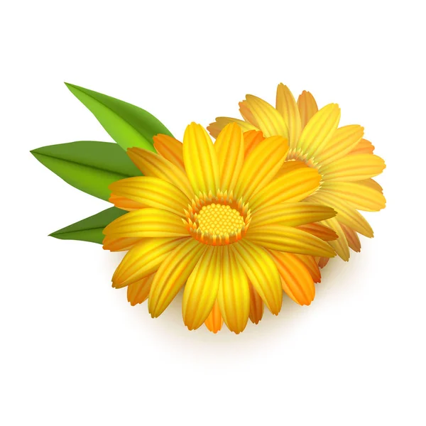 Réaliste détaillée 3d jaune Calendula fleur de souci. Vecteur — Image vectorielle