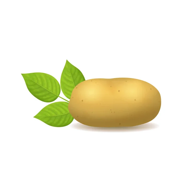 Realista detallado 3d patata entera. Vector — Vector de stock