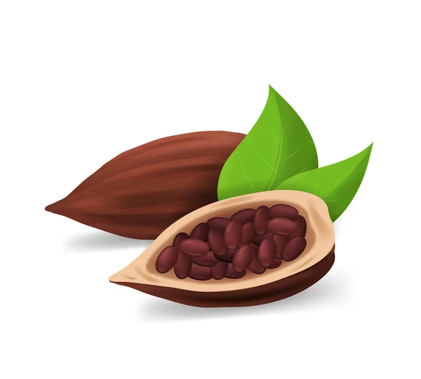 Realistik Detail 3d Dry Cocoa Pods. Vektor - Stok Vektor