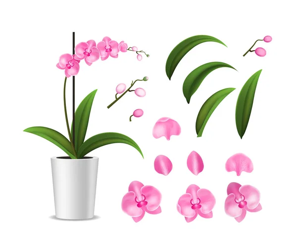 Dettagliato realistico 3d Orchidea tropicale in vaso ed elementi Petalo, stelo e vaso. Vettore — Vettoriale Stock