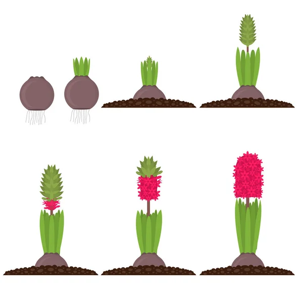 Conjunto de crecimiento de plantas de fases de color de dibujos animados. Vector — Archivo Imágenes Vectoriales