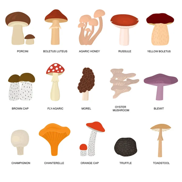 Cor dos desenhos animados Conjunto de cogumelos venenosos e comestíveis. Vetor — Vetor de Stock