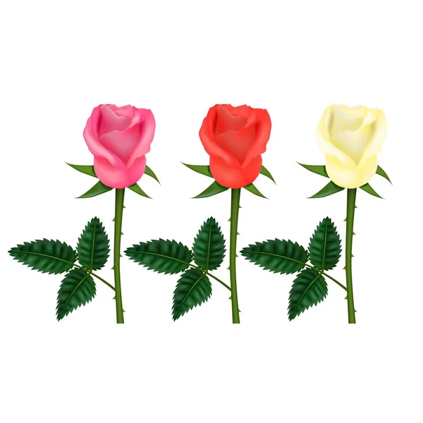 Realista detallado 3d color flor rosa conjunto. Vector — Vector de stock