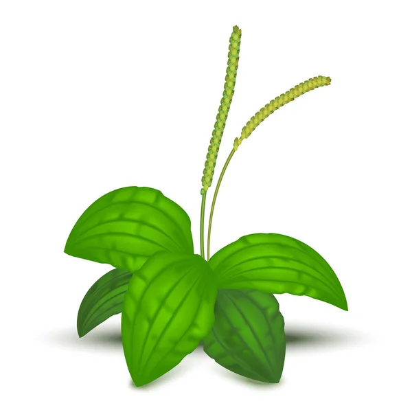 Realista detallada 3d hojas verdes Plantago Major. Vector — Vector de stock