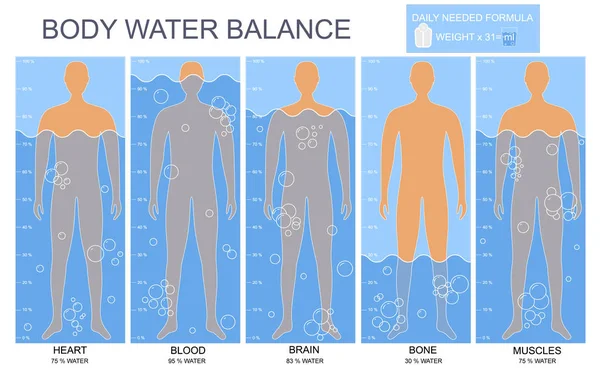 Kreslený tělo a vody graf infografiky Card plakát. Vektor — Stockový vektor
