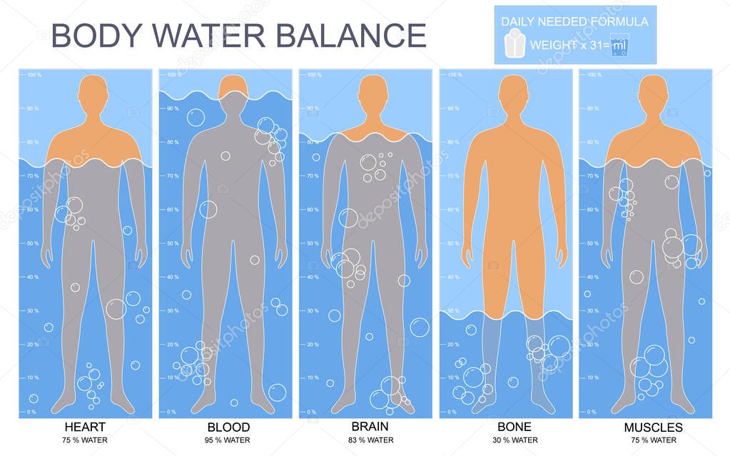 Cartoon Body and Water Chart Infographics Card Poster. Vector