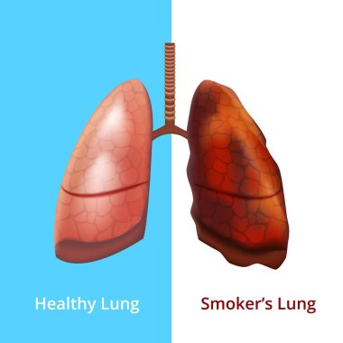 Gerçekçi detaylı 3d insan akciğerleri iç Organ. Vektör