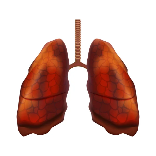 Realistische detaillierte 3D-Darstellung des inneren Organs der menschlichen Lunge. Vektor — Stockvektor