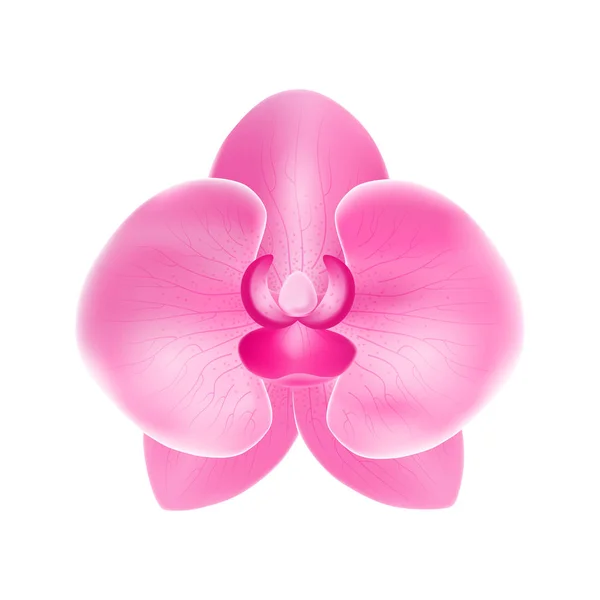 Realistiska detaljerade 3d blomma orkidé på vitt. Vektor — Stock vektor