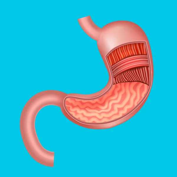 Realistische detaillierte 3D Magenanatomie internes Organ. Vektor — Stockvektor