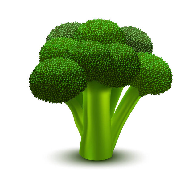 Realistic 3d Detailed Green Fresh Broccoli. Vector