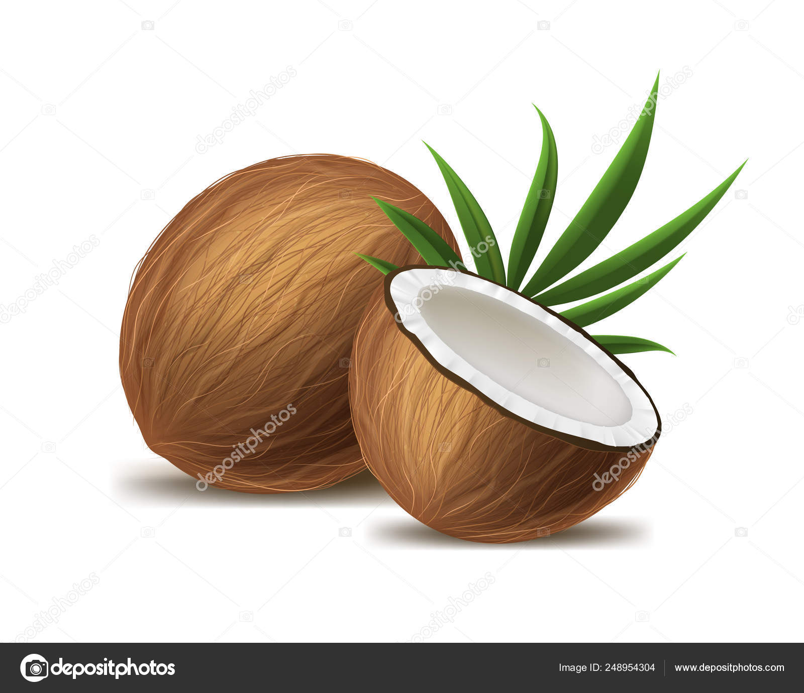 Realistic 3d Detailed Whole Coconut, Half and Green Leaf. Vector Stock ...