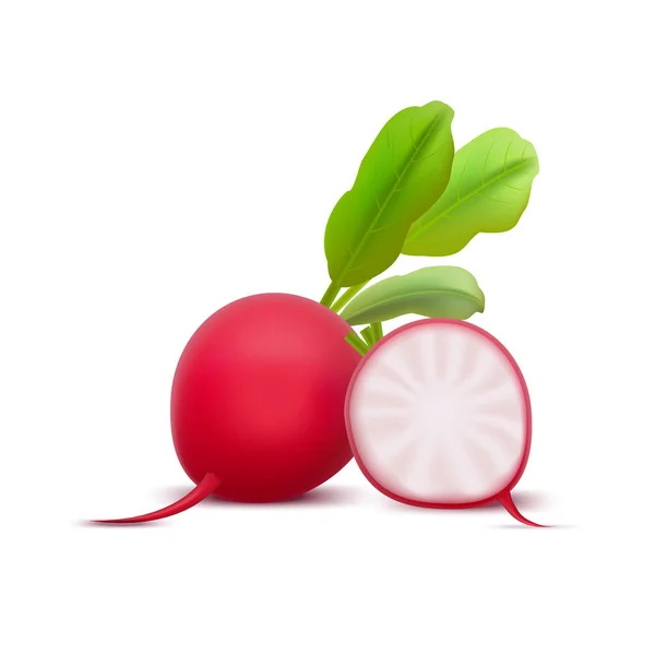 Realistic 3d Detailed Whole Radishes and Half. Vector — Stock Vector