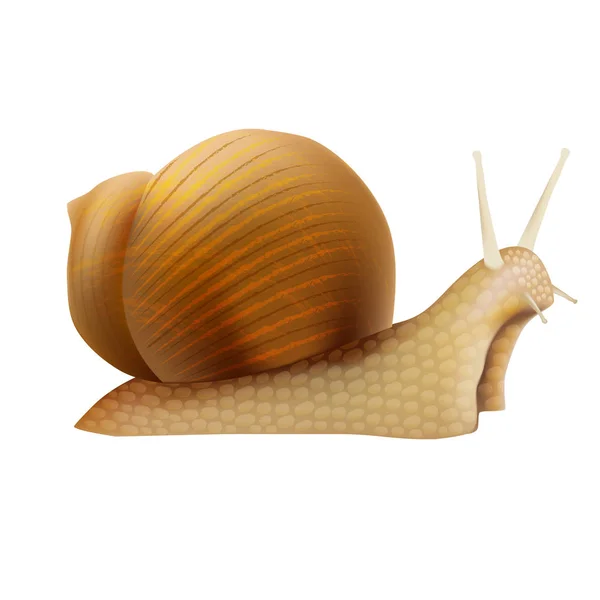 Gerçekçi 3d detaylı yapışkan Snail ile deniz hayvanı kabuğu. Vektör — Stok Vektör