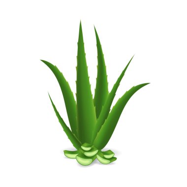 Gerçekçi detaylı 3d tüm Aloe Vera ve öğeleri kümesi. Vektör