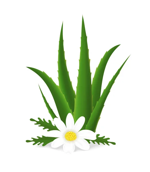 Realista detallado 3d Aloe Vera y flor. Vector — Archivo Imágenes Vectoriales