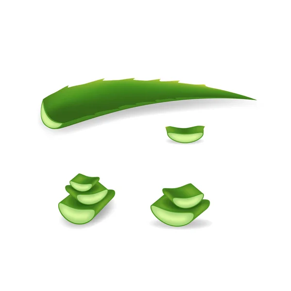 Reális részletes 3D-s Aloe Vera és a szelet készlet. Vektor — Stock Vector