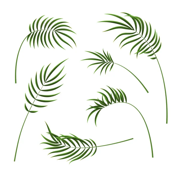Realistisk detaljerad 3D grön tropisk Palm Tree set. Vektor — Stock vektor