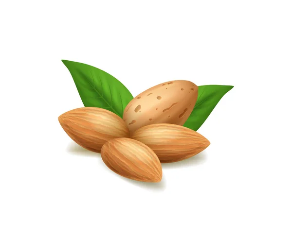 Realistické 3D detailní mandlové ořechy a zelený list. Vektorové — Stockový vektor