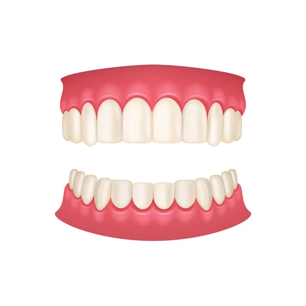 Ρεαλιστική 3D λεπτομερές ανθρώπινο στόμα με δόντια. Διάνυσμα — Διανυσματικό Αρχείο