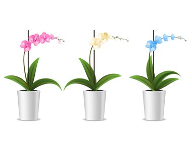 Gerçekçi Detaylı 3d Saksılı Tropikal Orkide Seti. Vektör