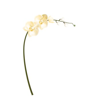 Gerçekçi Detaylı 3d Tropikal Orkide Egzotik Çiçek. Vektör