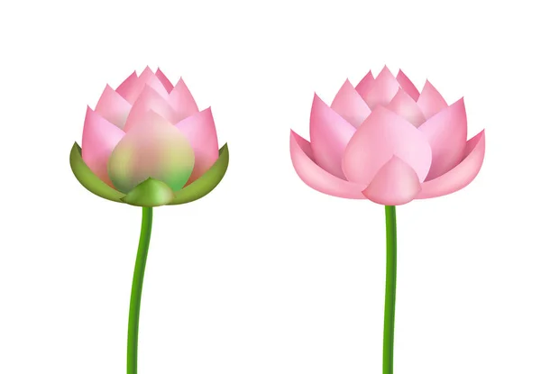 Realistische 3D gedetailleerde roze Lotus bloem set. Vector — Stockvector