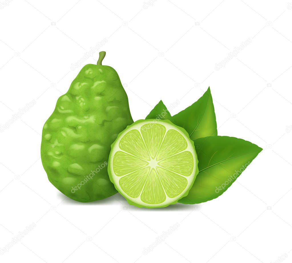 Realistic 3d Detailed Whole Green Kaffir Lime with Half. Vector