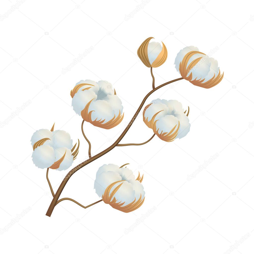 Realistic Detailed 3d Cotton Flowers Branch. Vector