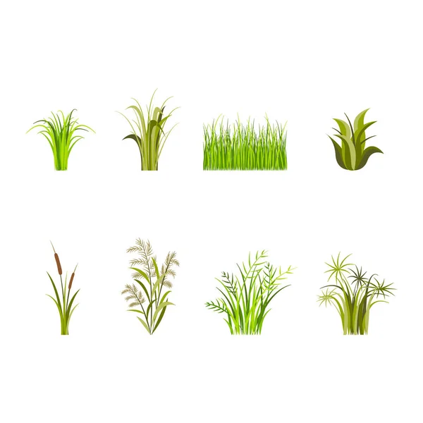 Elementos decorativos de hierba verde aislados sobre un fondo blanco. Vector — Archivo Imágenes Vectoriales