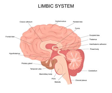 Cartoon Limbic System Infographics Concept Card Poster. Vector clipart