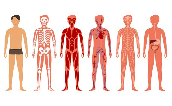 卡通颜色人体解剖集。向量 — 图库矢量图片