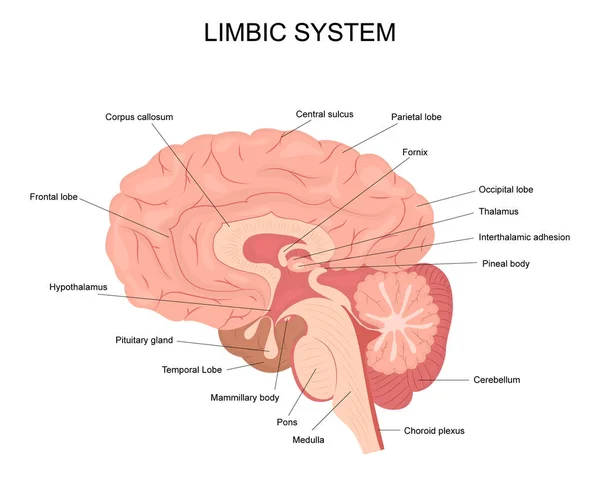 Cartoon limbic rendszer infographics koncepció kártya poszter. Vektor — Stock Vector