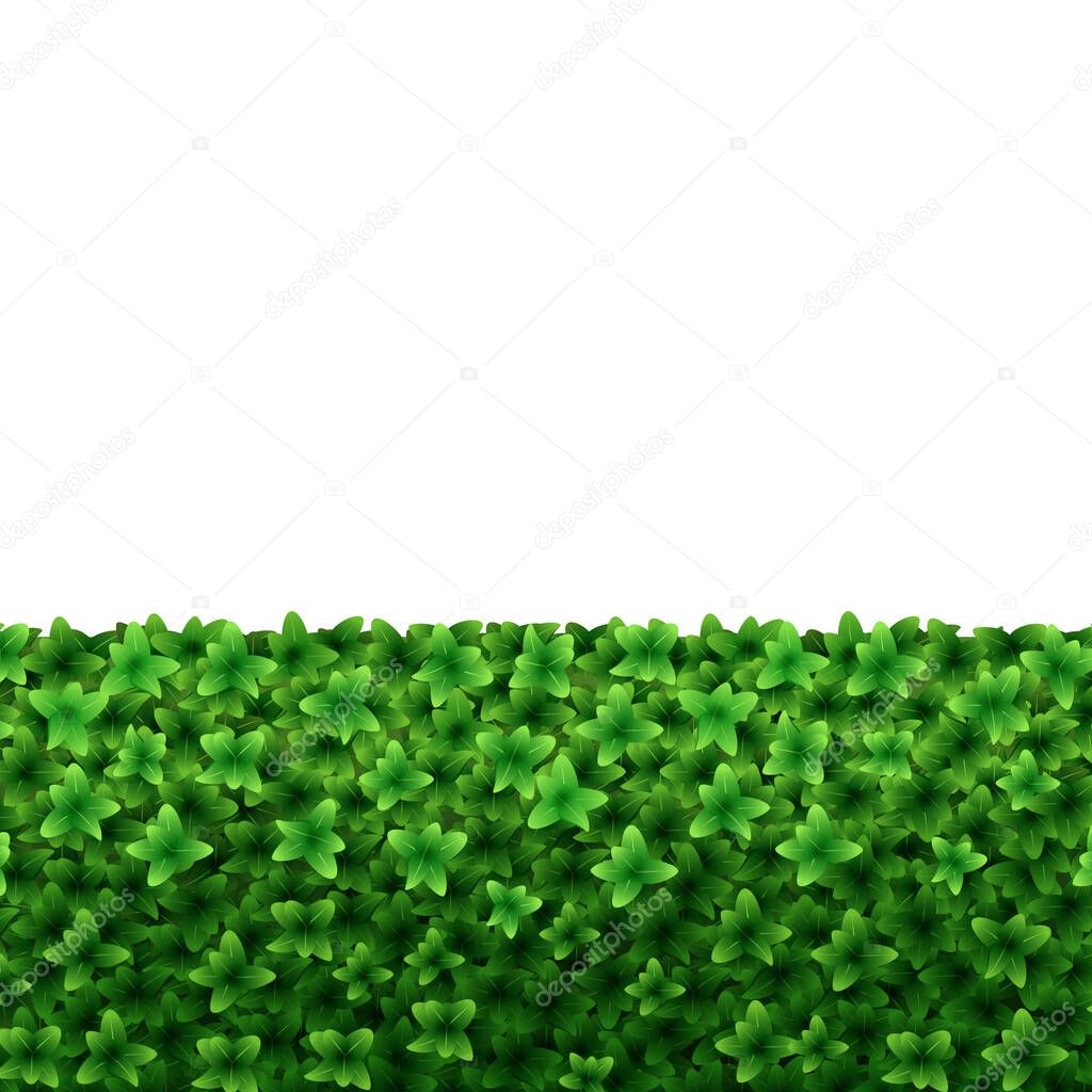 Realistic Detailed 3d Green Hedge on a White. Vector