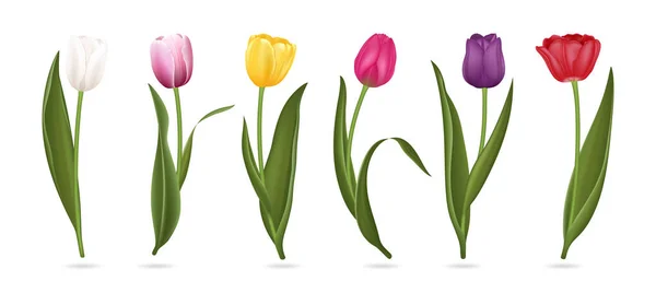 Ensemble de bourgeons de tulipes colorées 3D détaillées et réalistes. Vecteur — Image vectorielle