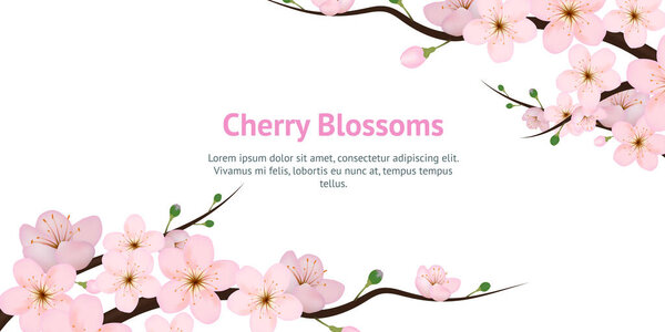 Realistic 3d Detailed Blooming Cherry Blossom Card. Vector
