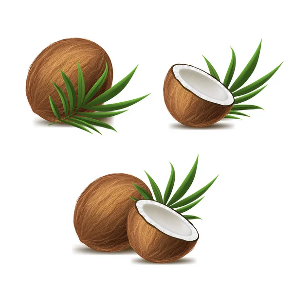 Realistische 3D Gedetailleerde Gehele Kokosnoot, Halve en Groene Bladeren Set. Vector — Stockvector