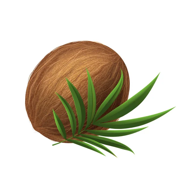 Realistische 3d Gedetailleerde Gehele Kokosnoot en Groene Blad. Vector — Stockvector