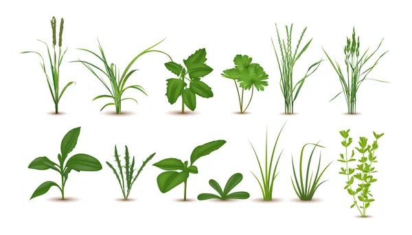 Realistisch gedetailleerde 3d groen gras set. Vector — Stockvector